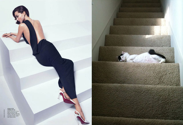 Stupid Modeling Poses Reenacted By Cats