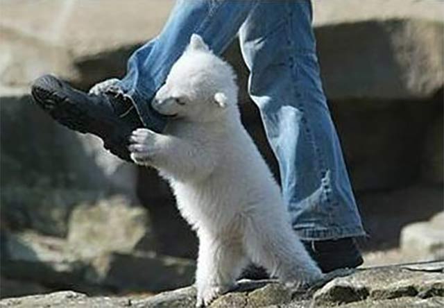 polar-bear-attack2