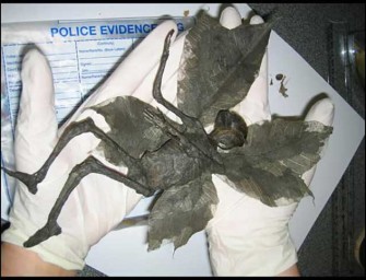 Mummified Remains Of A Fairy Discovered