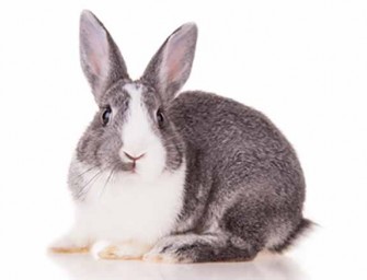 Idaho Biology Teacher Slaughters Bunny Rabbit In Class