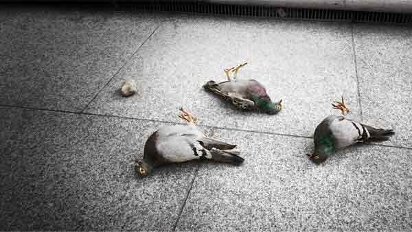 dead-pigeons