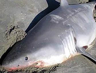 Great White Shark Found Dead On Beach In… Utah… Yes, The State of Utah