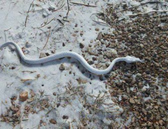 Deadly Snow Snake Has Bitten & Killed 7 in the U.S.