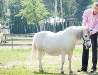 Wealthy Connecticut Man Raises Ponies To Eat
