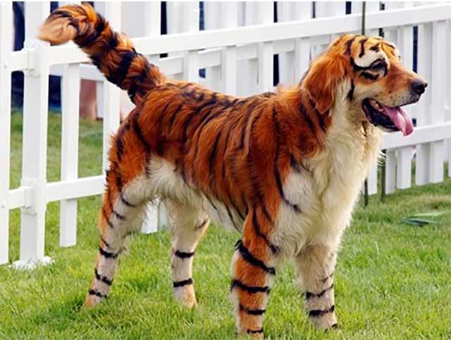 tiger-dog
