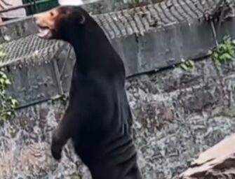 Zoo in China denies speculation that its bears are actually humans in disguise