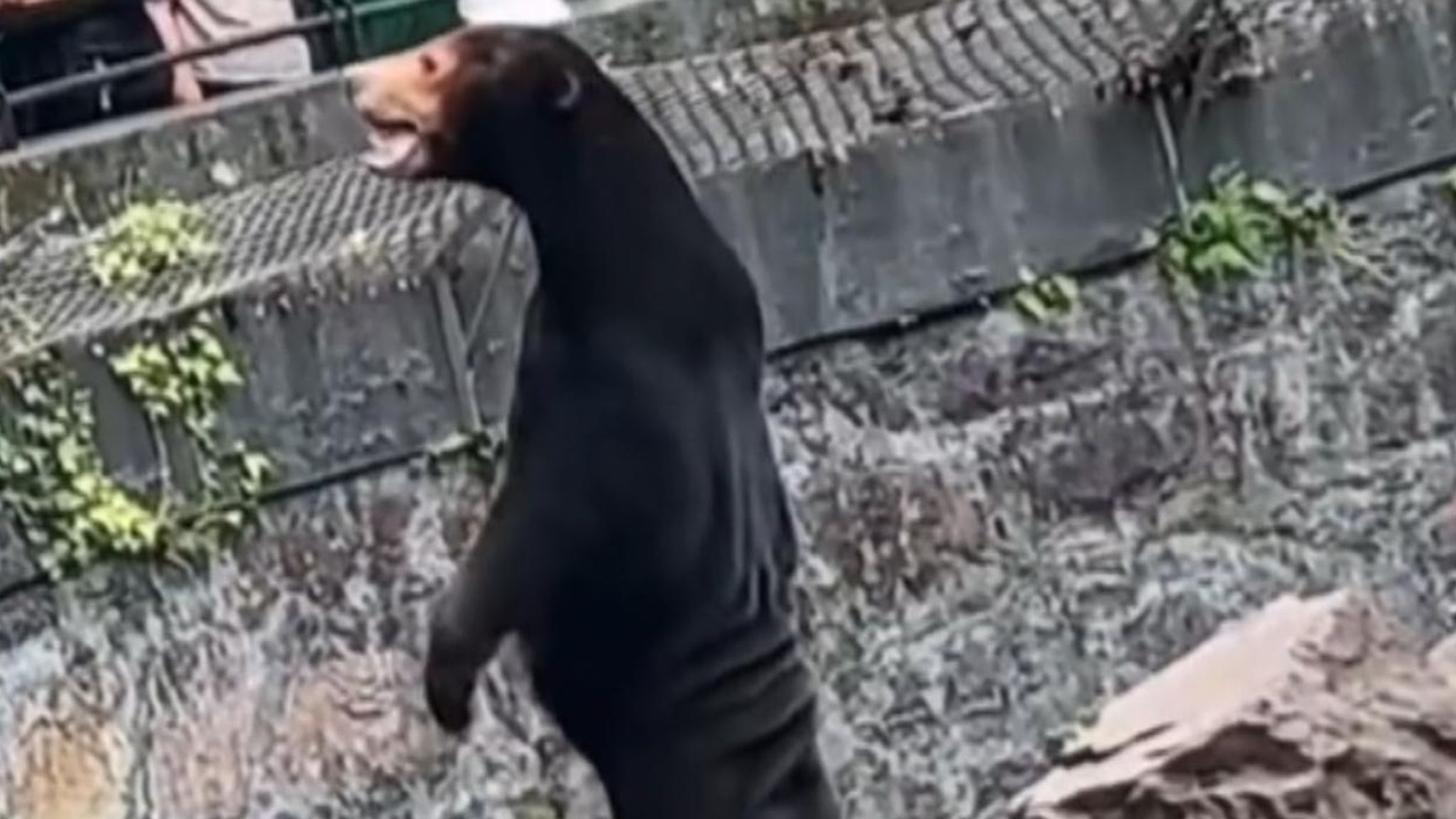 Zoo In China Denies Speculation That Its Bears Are Actually Humans In
